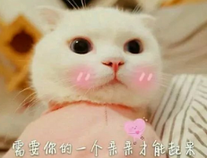 抖音喵喵喵貓咪表情包高清無水印圖片分享！