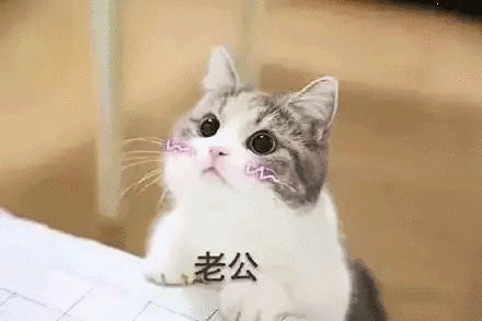 【抖音貓咪哄老公】超萌哄老公無(wú)水印表情包