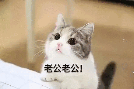 【抖音貓咪哄老公】超萌哄老公無(wú)水印表情包