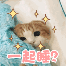 【抖音貓咪哄老公】超萌哄老公無(wú)水印表情包