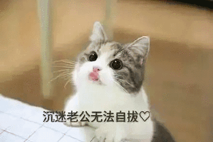 【抖音貓咪哄老公】超萌哄老公無(wú)水印表情包