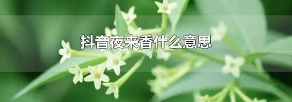 抖音夜來(lái)香什么意思